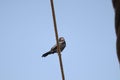 A little bird is sitting on a electric wire Royalty Free Stock Photo