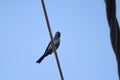 A little bird is sitting on a electric wire