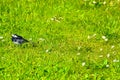 Motacilla alba yarrellii bird