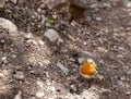 Little bird sitting on the ground and looking at the camera Royalty Free Stock Photo