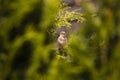 Little bird sitting at the tree Royalty Free Stock Photo