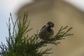 Little bird sitting at the tree Royalty Free Stock Photo