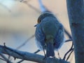 Colorful Robin bird sitting Royalty Free Stock Photo