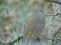 Colorful Robin bird sitting Royalty Free Stock Photo