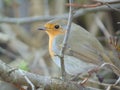 Colorful Robin bird sitting Royalty Free Stock Photo