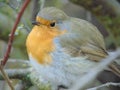 Colorful Robin bird sitting Royalty Free Stock Photo