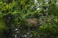 Little bird sitting at the tree Royalty Free Stock Photo