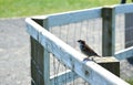 Little bird sitting wood and wire fence Royalty Free Stock Photo