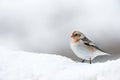 Little bird Snow bunting in winter