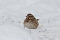 Song Sparrow in snow eating bird feeder grains on the ground