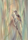 Little bird sparrow on the branch watercolor background