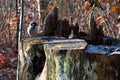 Little bird sparrow on an old tree stump