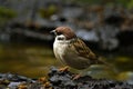 Sparrow by a stream in forest.