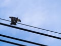 The Little Bird Spread Its Wings on The Wires