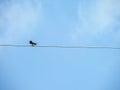 Little bird stand on power elecrtic line Royalty Free Stock Photo