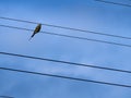 Little Bird Standing on The Oblique Wires