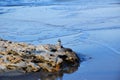 Little bird on a stone by the sea Royalty Free Stock Photo