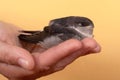 Little bird swift in a hand on a yellow background