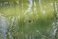 A little bird swimming in the Passeggi & x28;Albani Canal& x29; fano, marche region italy