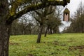 Little bird table on an old mossy tree Royalty Free Stock Photo