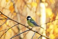 little bird tit sitting in a Sunny Park on a birch tree with yellow bright autumn leaves Royalty Free Stock Photo
