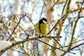 Little bird - titmouse Royalty Free Stock Photo