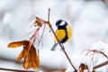 Little bird titmouse sits on a branch with dried seeds in a cold winter day