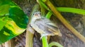 Little bird Royalty Free Stock Photo