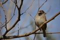 Little bird on trees without leaves in winter in Ankara Royalty Free Stock Photo