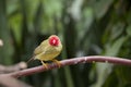 Little bird Royalty Free Stock Photo