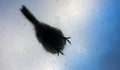 Little bird sits on glas window up side down Royalty Free Stock Photo