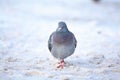 A little bird waling in snow