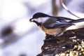 Little bird winter struggle on food search Royalty Free Stock Photo