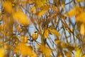 Little bird among the yellow autumn leaves