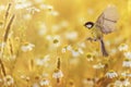 Beautiful little bird yellow tit flies over a field of white Daisy flowers in Sunny summer evening Royalty Free Stock Photo