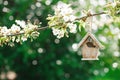 Little Birdhouse in Spring with blossom cherry