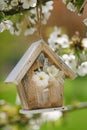 Little Birdhouse in Spring with blossom cherry flower