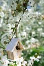 Little Birdhouse in Spring with blossom cherry flower sakura Royalty Free Stock Photo