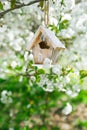 Little Birdhouse in Spring with blossom cherry flower sakura Royalty Free Stock Photo