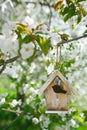 Little Birdhouse in Spring with blossom cherry flower sakura Royalty Free Stock Photo