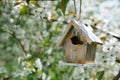 Little Birdhouse in Spring with blossom cherry flower sakura Royalty Free Stock Photo