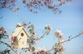 Little birdhouse in spring over blossom cherry tree. Royalty Free Stock Photo