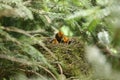 Birds in the nest Royalty Free Stock Photo