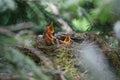 Birds in the nest Royalty Free Stock Photo