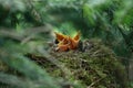 Little birdies open beaks in nest