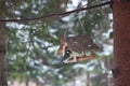 Birds in the bird feeder in the winter snow forest Royalty Free Stock Photo