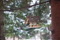 Birds in the bird feeder in the winter snow forest Royalty Free Stock Photo