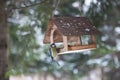 Birds in the bird feeder in the winter snow forest Royalty Free Stock Photo