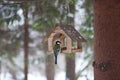 Birds in the bird feeder in the winter snow forest Royalty Free Stock Photo