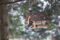 Little birds in the bird feeder in the winter snow forest. Titmouse sits on a branch. House for birds. A small house in the forest Royalty Free Stock Photo